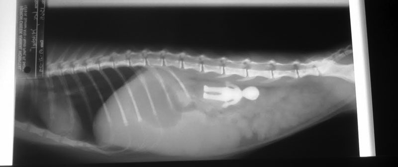 Illustration for article titled 5 X-Rays That Reveal The Craziest Things Pets Have Ever Swallowed